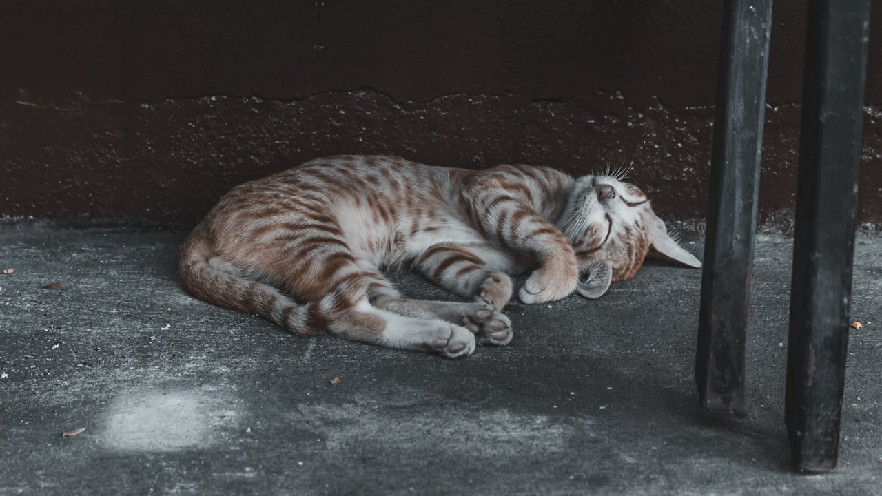 What You Need to Know About Skunk Stripe Wigs